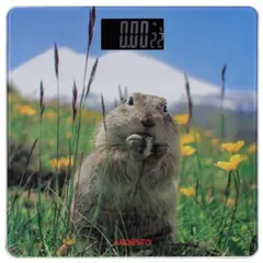 სასწორი Ardesto Scales for floor MARMOT, 150кг, 2хААА included,glass, multi-colored  - Primestore.ge