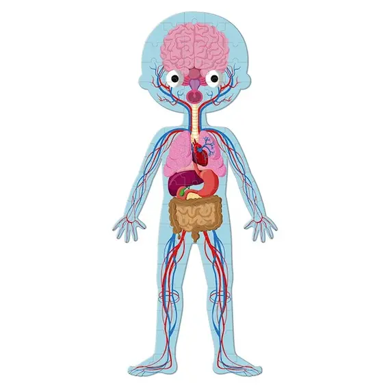 სათამაშო თავსატეხი Janod Educational Puzzle Human Body , 3 image - Primestore.ge