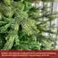Fir tree Venice 210 cm (MS-210), 3 image