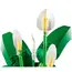 ლეგო LEGO Constructor Botanicals Peace Lily - Primestore.ge