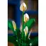 ლეგო LEGO Constructor Botanicals Peace Lily - Primestore.ge