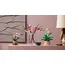 ლეგო LEGO Constructor Botanicals Magnolia Branches - Primestore.ge