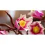 ლეგო LEGO Constructor Botanicals Magnolia Branches - Primestore.ge