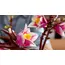 ლეგო LEGO Constructor Botanicals Magnolia Branches - Primestore.ge